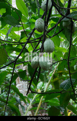 Kerala, Indien - Gewürzgarten am Kampiline - Kakao Hülsen auf Baum. Stockfoto