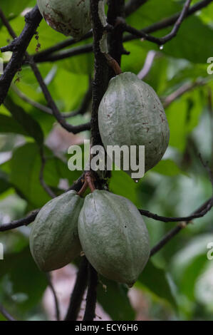 Kerala, Indien - Gewürzgarten am Kampiline - Kakao Hülsen auf Baum. Stockfoto