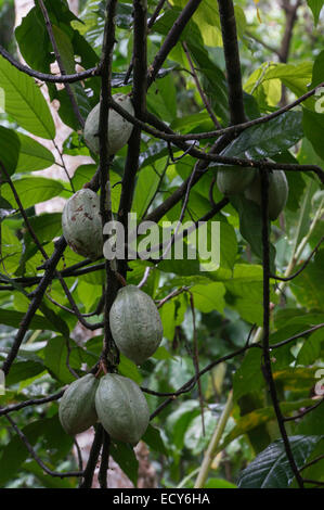 Kerala, Indien - Gewürzgarten am Kampiline - Kakao Hülsen auf Baum. Stockfoto