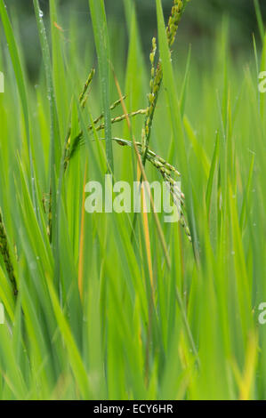 Kerala, Indien - Gewürzgarten am Kampiline, Reis Stockfoto