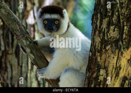 Verreaux Sifaka (Propithecus Verreauxi), Madagaskar Stockfoto