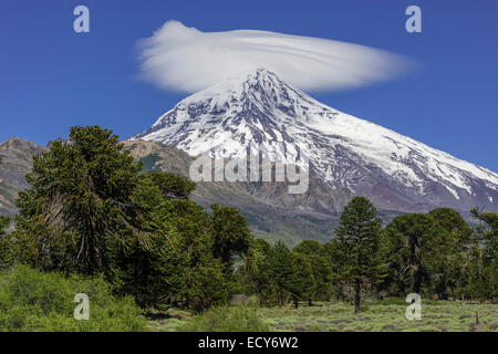 Vulkan Lanin und Monkey Puzzle Tree oder chilenischen Kiefer (Araucaria Araucana), Provinz Neuquén, Argentinien Stockfoto