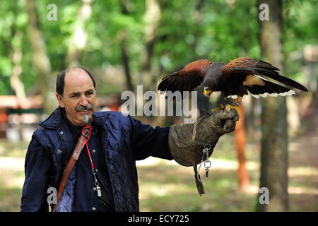 Steppenadler (Aquila Nipalensis), Accipritidae Stockfoto