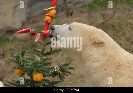 Hannover, Deutschland. 22. Dezember 2014.  Eisbär Nanuq lecken eine Paprika in seinem Freigehege im Erlebnis-Zoo in Hannover zeigt. Aus den Weihnachtsbaum in seinem Gehege, der Eisbär bekam Wind von einer Mischung aus Tanne, Lebertran und Sahne, gemischt mit dem Duft von Äpfeln, Ananas, Melonen und Paprika. Bildnachweis: Dpa picture Alliance/Alamy Live News Stockfoto