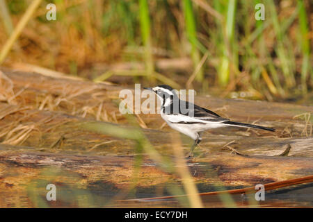 Afrikanische Trauerschnäpper Bachstelze (Motacilla Aguimp), Motacillidae, Chawo See, Nechisar Nationalpark, Arna Minch, Äthiopien, Afrika Stockfoto