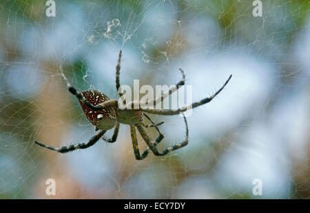 Tropischen Zelt-Web Spider (Cyrtophora Citricola Minahassae), Indonesien Stockfoto