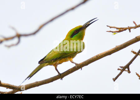 Zinnenkranz Bienenfresser Merops Hirundineus, Meropidae, Gambela Nationalpark in Äthiopien, Afrika Stockfoto