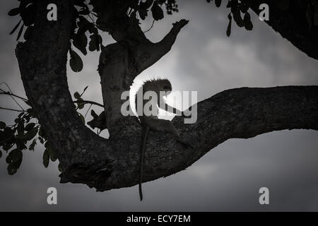 Vervet Affe (Chlorocebus Pygerythrus), Silhouette, sitzt auf einem Ast, beugte sich nach vorn, Savuti Region, Chobe-Nationalpark Stockfoto