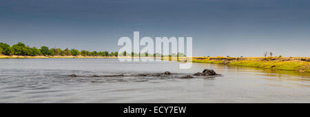 Herde von afrikanischen Elefanten (Loxodonta Africana) durch einen Fluss schwimmen Panoramablick, Chobe-Nationalpark Chobe River Stockfoto