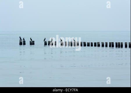 Gemeinsamen Kormorane (Phalacrocorax Carbo) thront auf Buhnen am Strand Ostsee, Ahrenshoop, Darß Stockfoto