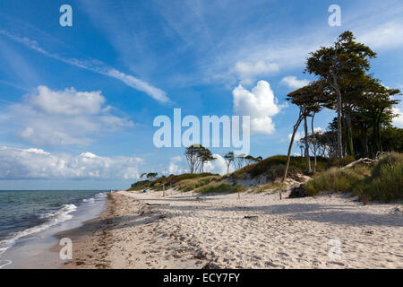 Weststrand, Western Region Nationalpark Vorpommersche, Darß, Mecklenburg-Western Pomerania, Deutschland Stockfoto