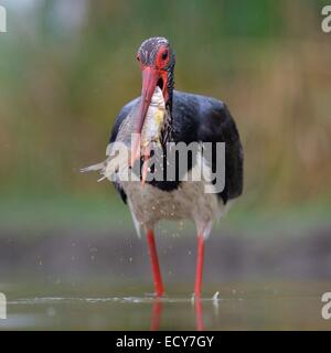 Schwarzstorch (Ciconia Nigra), mit einem Fisch im Schnabel, Nationalpark Kiskunság, Ungarn Stockfoto