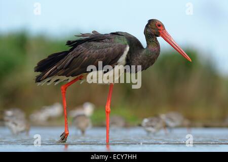 Schwarzstorch (Ciconia Nigra), waten im seichten Wasser auf der Suche nach Nahrung, Nationalpark Kiskunság, Ungarn Stockfoto
