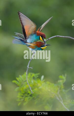 Europäische Bienenfresser (Merops Apiaster), koppeln Paarung auf einer Akazie Strauch, Nationalpark Kiskunság, Ungarn Stockfoto