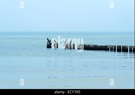 Kormorane (Phalacrocorax Carbo) auf Buhnen an der Ostsee, Ahrenshoop, Darß, Mecklenburg-Western Pomerania, Deutschland Stockfoto