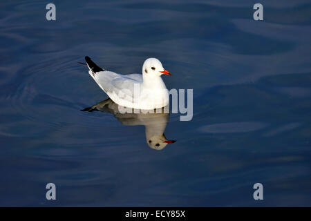 Gemeinsamen Lachmöwe (Chroicocephalus Ridibundus), mit Reflexion, Zugersee, Schweiz Stockfoto