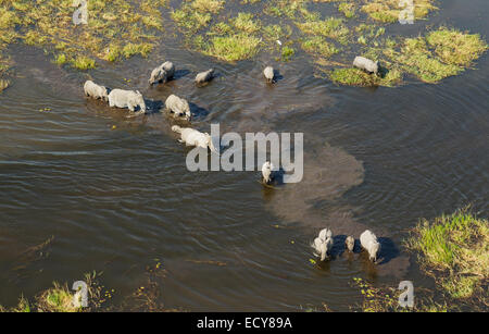 Afrikanische Elefanten (Loxodonta Africana), Zucht Herde überqueren einen Bach, Luftaufnahme, Okavango Delta, Botswana Stockfoto