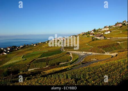 Die Weinberge des Lavaux am Genfer See, Kanton Waadt, Schweiz Stockfoto
