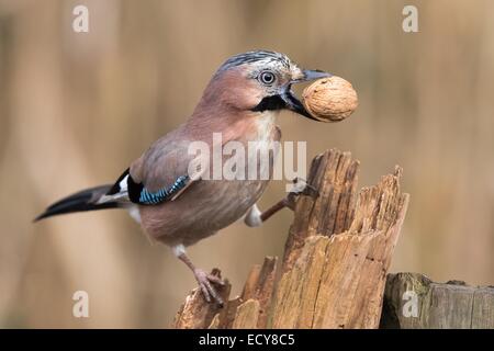 Eichelhäher (Garrulus Glandarius) mit einer Walnuss, Hessen, Deutschland Stockfoto