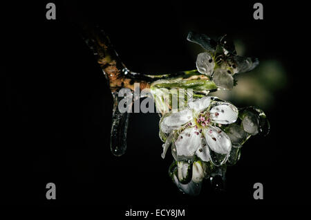 Frühlings-Blüte auf einem Baum bedeckt im Eis #2 Stockfoto