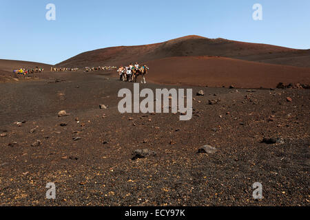 Camelback Reiten für Touristen, Kamele und Dromedare in den Nationalpark Timanfaya, Feuerberge, Vulkanlandschaft, Lanzarote Stockfoto