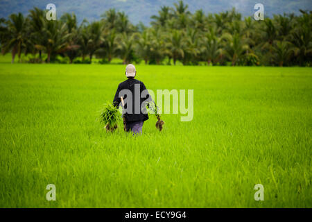 Bauern auf Reisterrassen von Süd Luzon, Philippinen Stockfoto