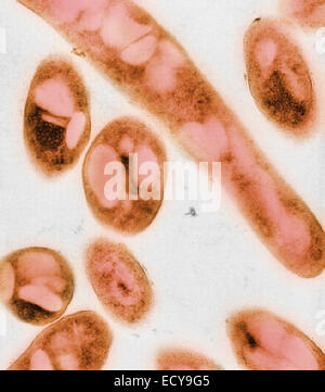 Mikrophotographie von Bacillus Anthracis (Milzbrand) Sporen. Stockfoto