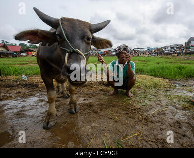 Toraja Mann am Viehmarkt, Sulawesi, Indonesien Stockfoto