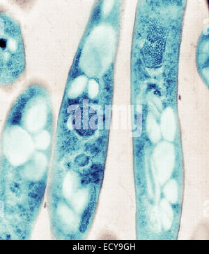 Mikrophotographie von Bacillus Anthracis (Milzbrand) Sporen. Stockfoto