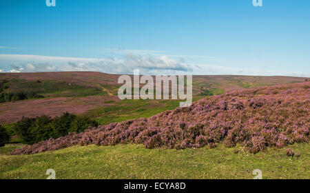 Farbe auf der South Yorkshire Hügellandschaft über die Mauren Stockfoto