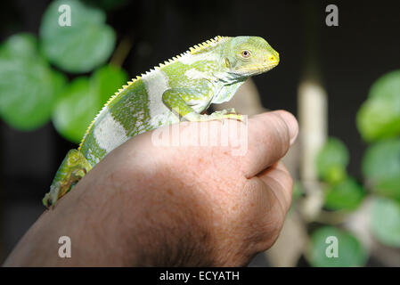 Fidschi gebändert Leguan (Brachylophus Fasciatus) thront auf einer Hand, Malolo Island, Mamanucan Inseln, Fidschi Stockfoto