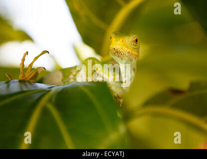 Mamanucan-Inseln, Fidschi, Fidschi gebändert Leguan (Brachylophus Fasciatus), Malolo Island Stockfoto