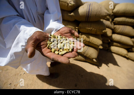 Faba Bohnen, Sudan Stockfoto