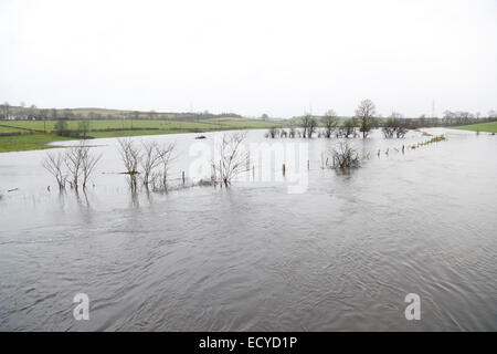 Renfrewshire, Schottland, Großbritannien, Montag, 22. Dezember 2014. Nach heftigen nächtlichen Regenfällen platzte der Fluss Black Cart in der Nähe des Dorfes Howwood in Renfrewshire an seinen Ufern und überflutete das umliegende Farmland Stockfoto