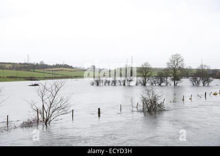 Renfrewshire, Schottland, Großbritannien, Montag, 22. Dezember 2014. Nach heftigen nächtlichen Regenfällen platzte der Fluss Black Cart in der Nähe des Dorfes Howwood in Renfrewshire an seinen Ufern und überflutete das umliegende Farmland Stockfoto