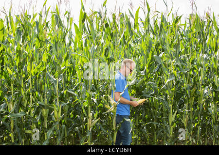 Landwirt Prüfung Mais wächst in Ernte Feld Stockfoto