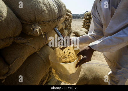 Herausnehmen der Faba Bohnen aus meschotschek, Sudan Stockfoto
