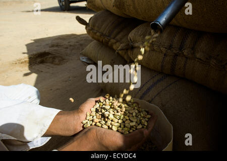 Herausnehmen der Faba Bohnen aus meschotschek, Sudan Stockfoto