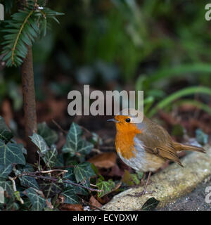 Eine schöne Robin-Capture in Guildford, Surrey Stockfoto