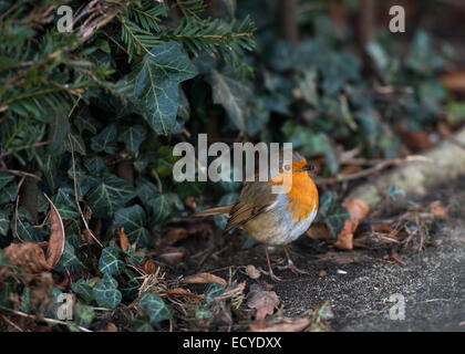 Eine schöne Robin-Capture in Guildford, Surrey Stockfoto