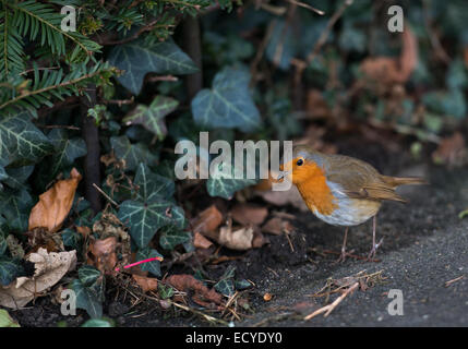 Eine schöne Robin-Capture in Guildford, Surrey Stockfoto