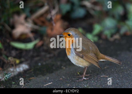 Eine schöne Robin-Capture in Guildford, Surrey Stockfoto