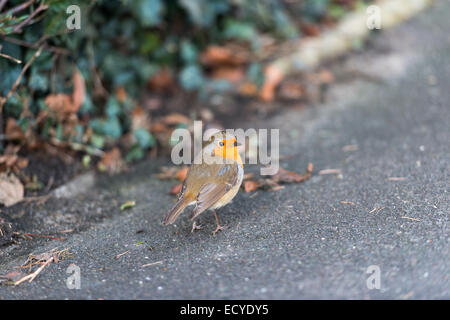 Eine schöne Robin-Capture in Guildford, Surrey Stockfoto