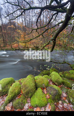 Fluß Rothay zwischen Grasmere und Rydal Wasser, Moos bedeckt Felsen Stockfoto