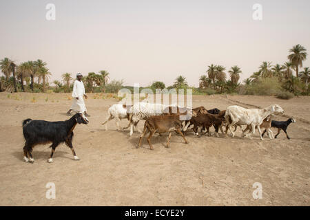 Ziegen-Herder in der Wüste Sahara, Sudan Stockfoto