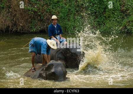 Elefanten werden durch ihre Mahouts im Fluss Mae San, Thai Elephant Conservation Center, gebadet in der Nähe von Chiang Mai, Thailand Stockfoto