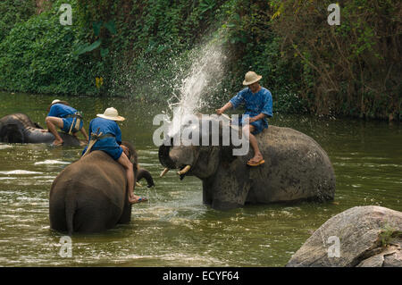 Elefant spritzende Wasser Whist wird gebadet im Fluss Mae San, Thai Elephant Conservation Center in der Nähe von Chiang Mai, Thailand Stockfoto