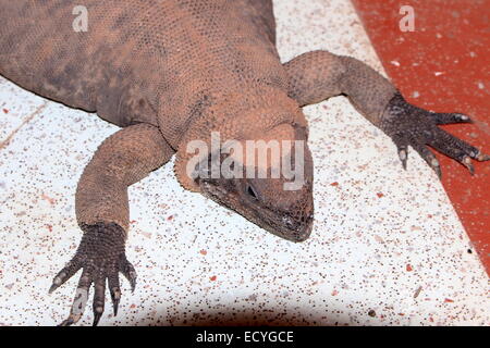 North American gemeinsame Chuckwalla (Sauromalus Ater, ehemals S. Obesus) im Zoo Amersfoort, Niederlande Stockfoto