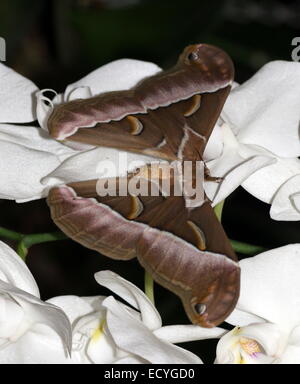 Ein Riesen Asian Silanthus Silkmoth oder Eri Silkmoth (Samia Cynthia) auf eine tropische weiße Orchidee Blume in Nahaufnahme Stockfoto