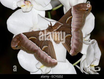 Ein Riesen Asian Silanthus Silkmoth oder Eri Silkmoth (Samia Cynthia) auf eine tropische weiße Orchidee Blume in Nahaufnahme Stockfoto